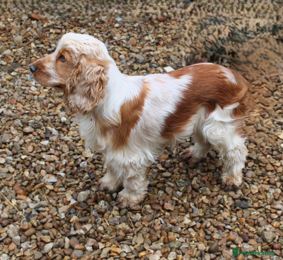 Cocker Spaniel dogs for sale: KC registered Cocker Spaniel puppies - Image 11
