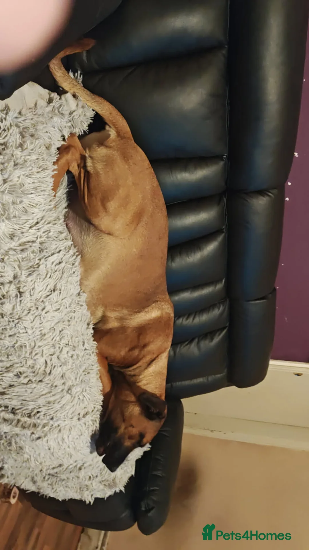 Mixed Breed dogs for sale: Belgium malinoi cross Caucasian sheperd  - Advert 2