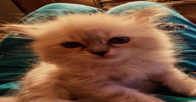 Siberian cats - Advert 7