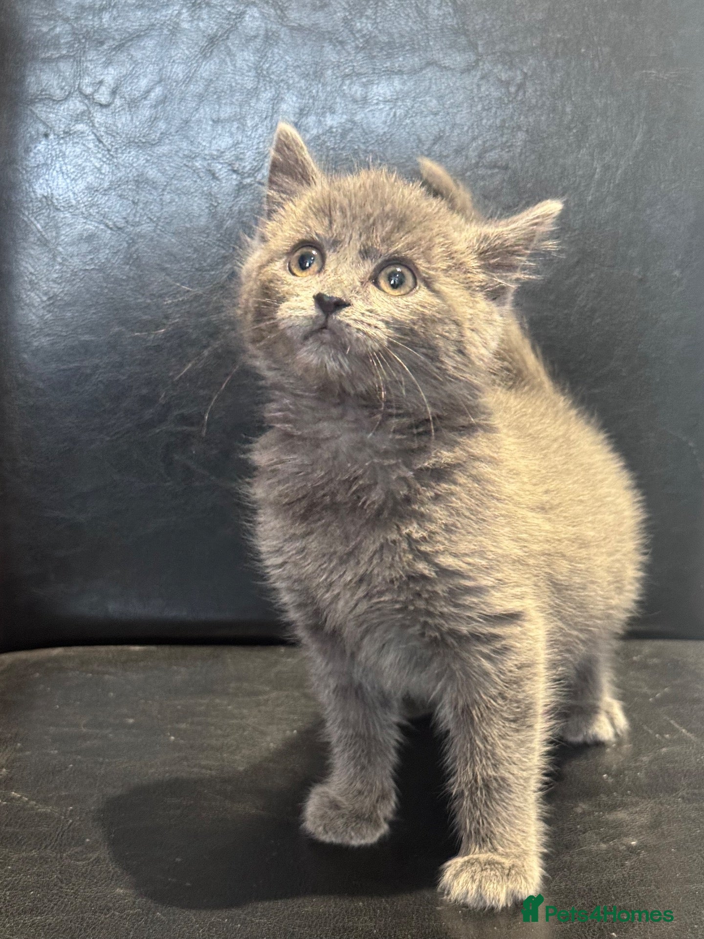 Mixed Breed cats Beautiful kitten - Advert 1