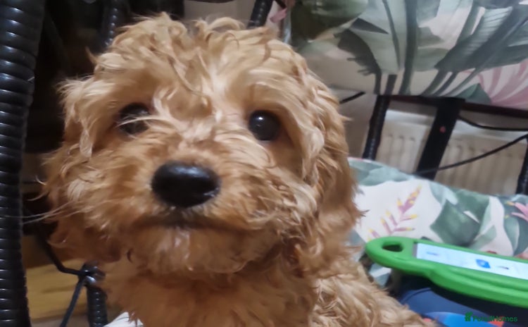 Cavapoo dogs Stunning F1 Cavapoo's Fully Health Tested Parents - Advert 4