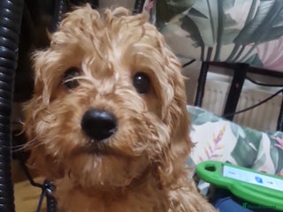 Cavapoo dogs Stunning F1 Cavapoo's Fully Health Tested Parents - Advert 2