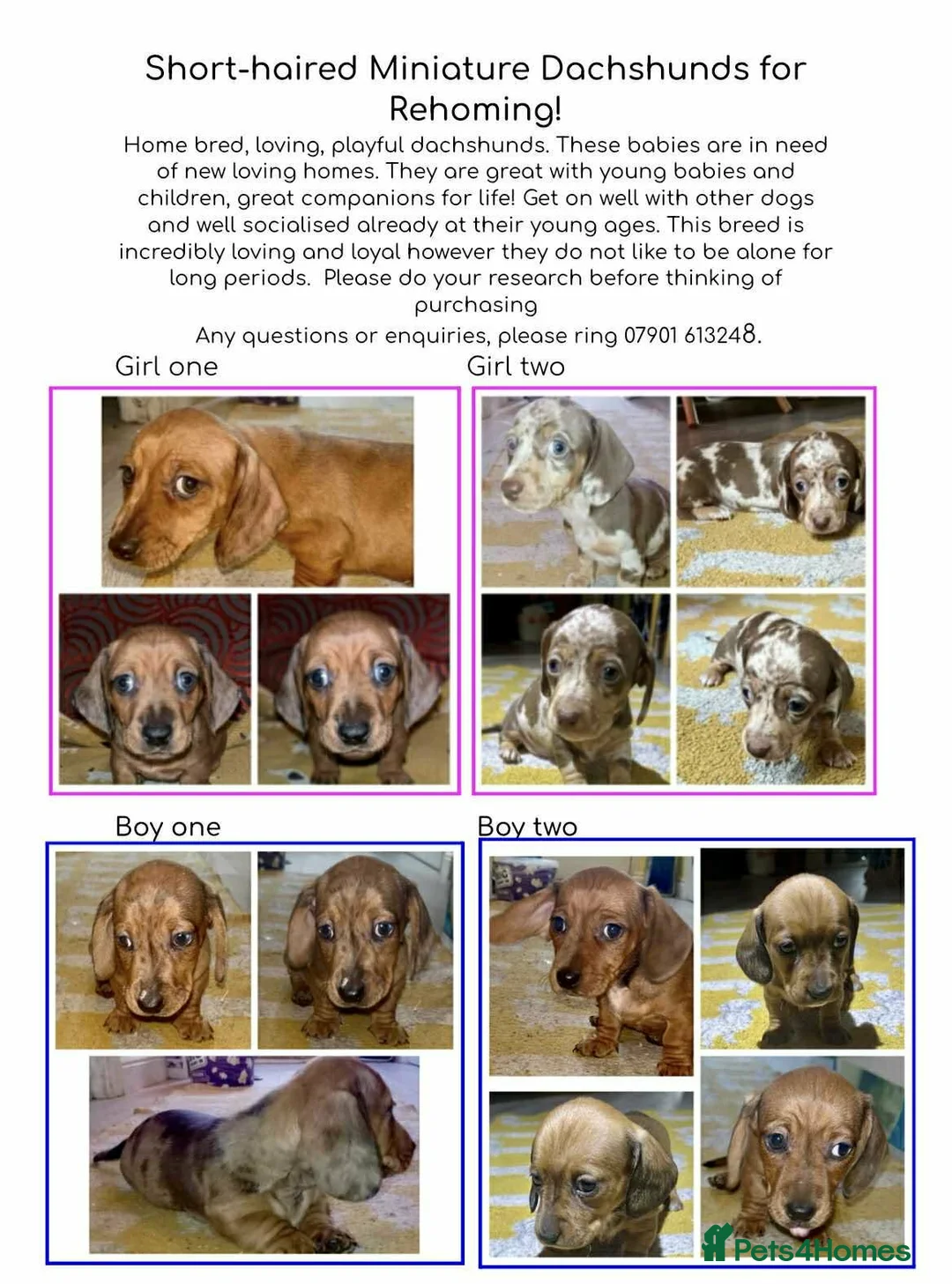Miniature Dachshund dogs for sale: Mini Dachshund pups  - Advert 7