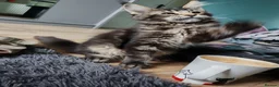 Maine Coon cats for sale: Leo Alexander TitaniumCat - Maine coon kitten 😍  - Advert 6