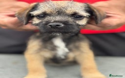 Border Terrier dogs for sale: TOP QUALITY BORDER TERRIER PUPPIES  - Image 1