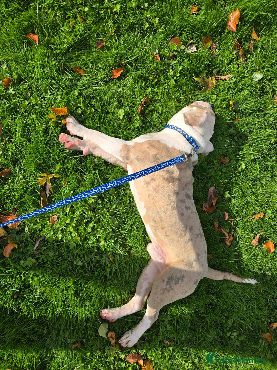 Old Tyme Bulldog dogs for sale: Old Tyme Bulldog - Image 5