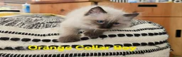 Ragdoll cats for sale: Beautiful ragdolls - Advert 14