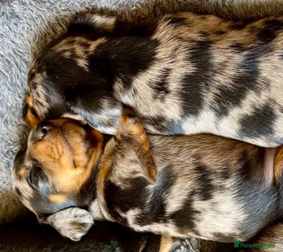 Miniature Dachshund dogs for sale: Perfect smoothhair mini dapple doxies for sale - Image 2