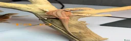 Bearded Dragon reptiles for sale: Baby Bearded Dragons available  - Advert 13