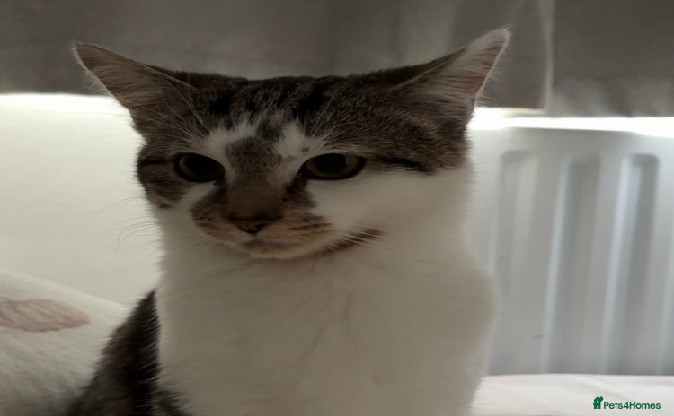 Mixed Breed cats 2 cats for sale must go together  - Advert 17