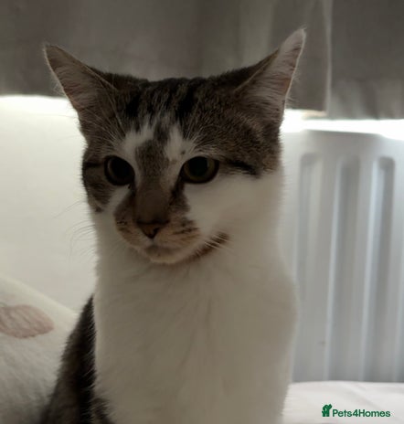 Mixed Breed cats 2 cats for sale must go together - Advert 17