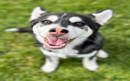 Utonagan dogs for sale: Husky for sale  - Image 2