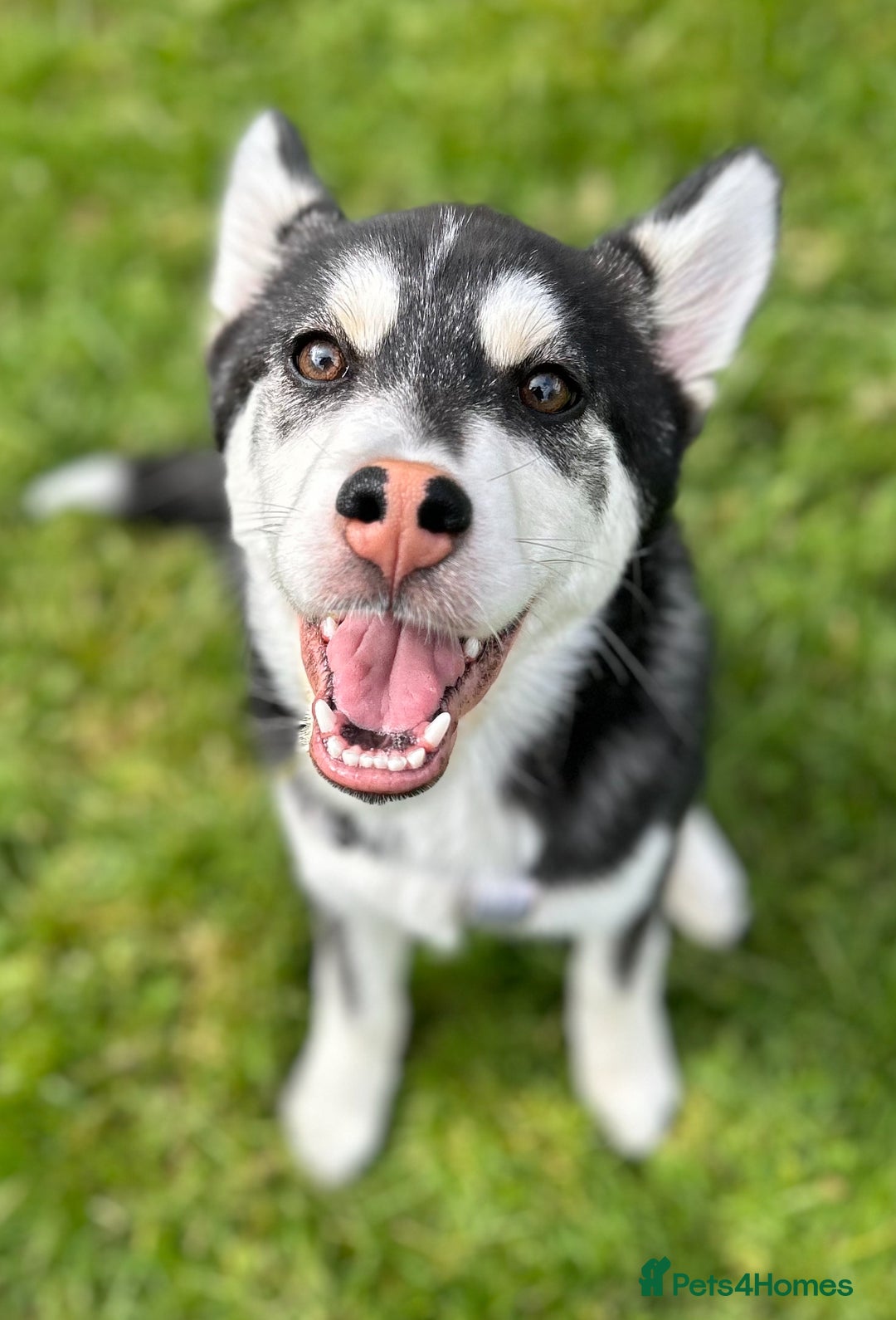 Utonagan dogs for sale: Husky for sale  - Image 2