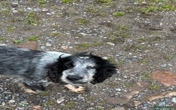 Cocker Spaniel dogs for sale: Adorable, Social, Confident KC reg Cocker pups - Image 25