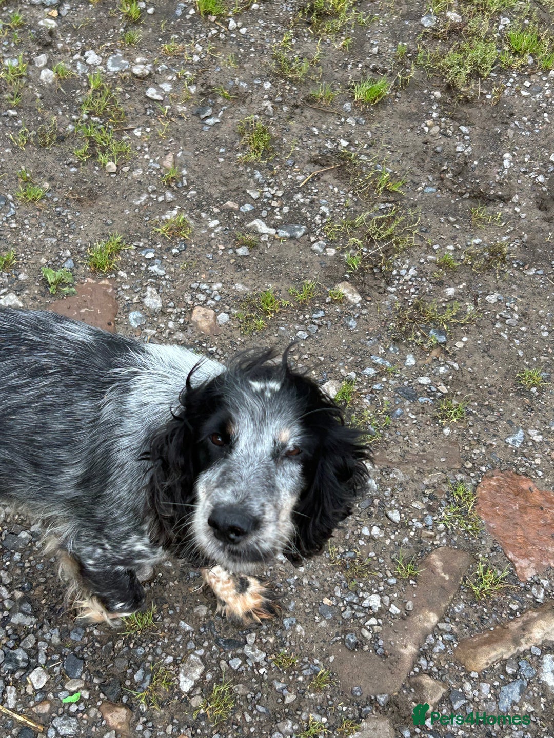 Cocker Spaniel dogs for sale: Adorable, Social, Confident KC reg Cocker pups - Image 25