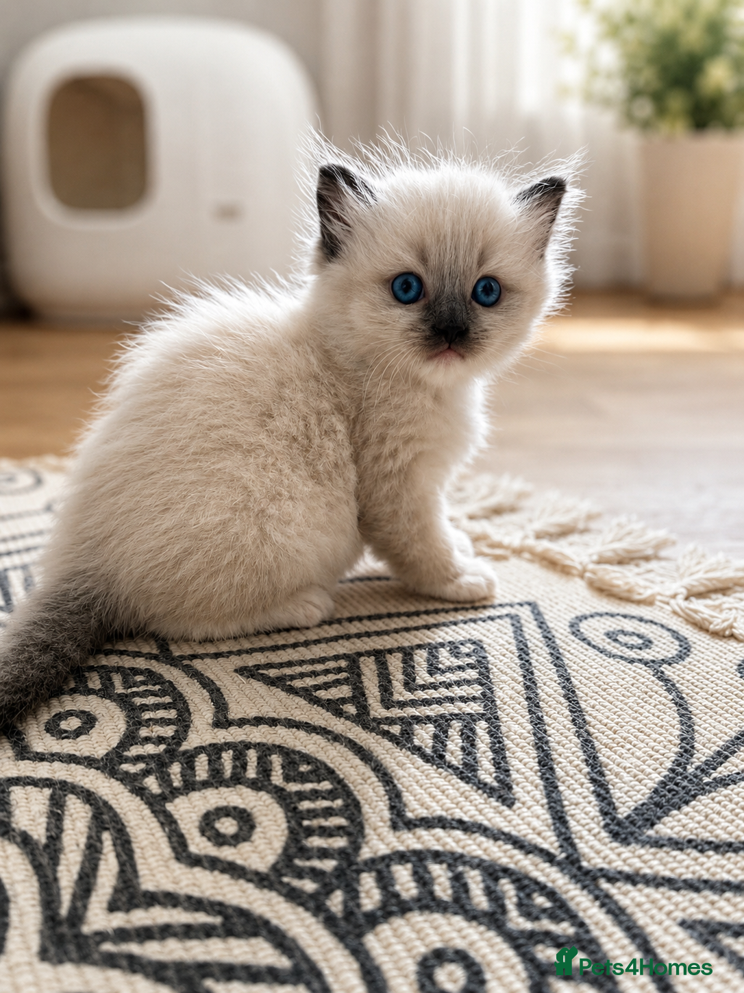 Ragdoll cats 🫶🏻Stunning Ragdoll Kittens–Ready to Reserve Now - Advert 2