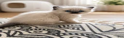 Ragdoll cats for sale: 🫶🏻Stunning Ragdoll Kittens–Ready to Reserve Now - Advert 10