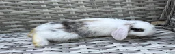 Mini Lop rabbits for sale: Pure bred mini lops - Advert 19