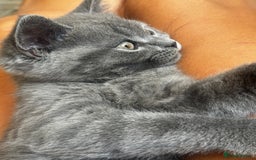 British Shorthair cats for sale: BeautifulScottish folds Ready now! Quality kittens - Image 39