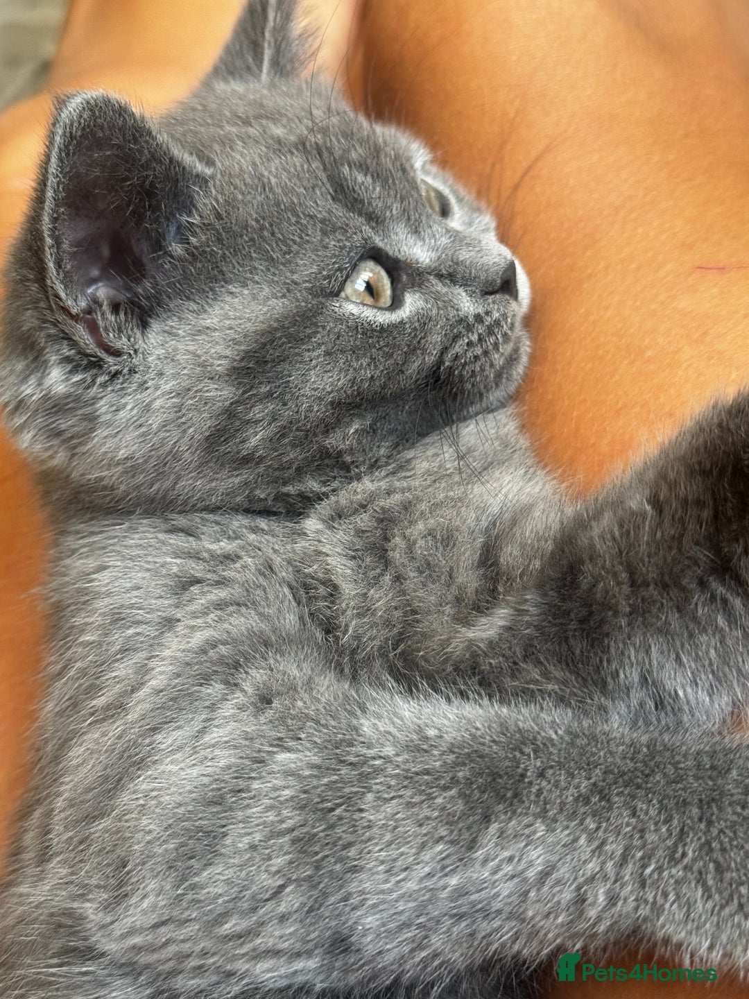 British Shorthair cats for sale: BeautifulScottish folds Ready now! Quality kittens - Image 39