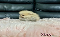 Pomeranian dogs for sale: 🔥Very Tiny🧸 Top Quality  - Image 22