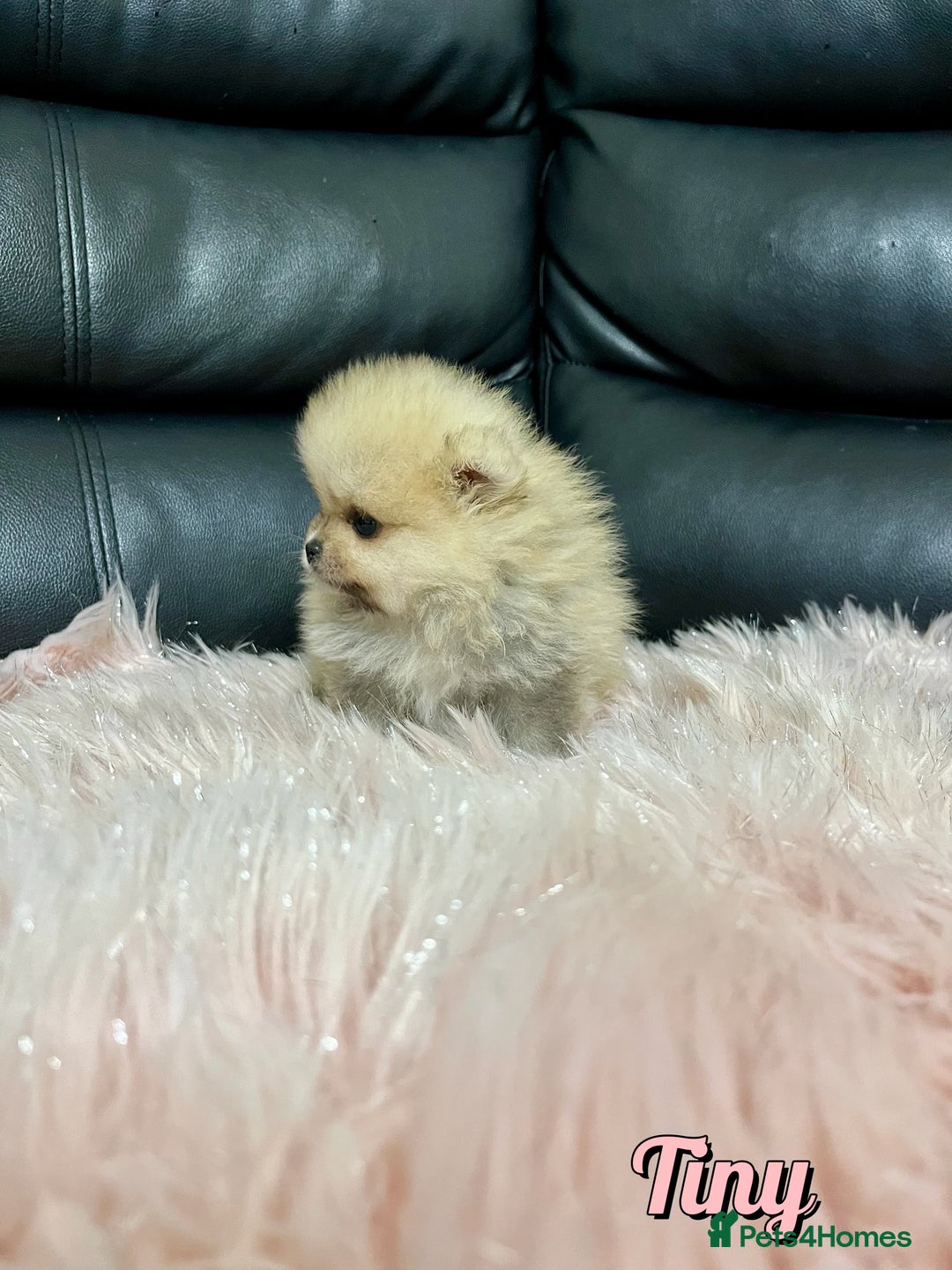 Pomeranian dogs for sale: 🔥Very Tiny🧸 Top Quality  - Image 22