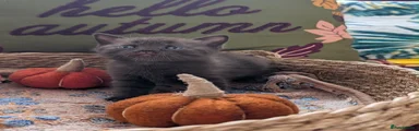British Shorthair 6