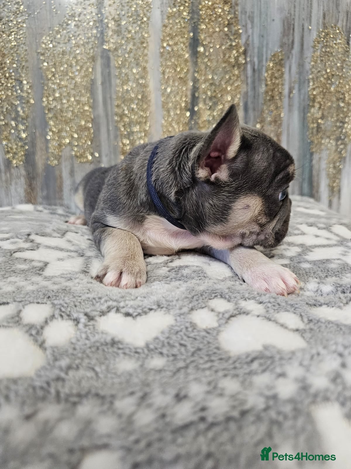 French Bulldog dogs Beautiful litter of French Bulldogs - Advert 3