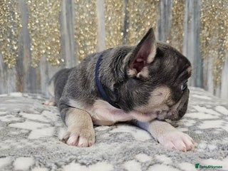 French Bulldog dogs Beautiful litter of French Bulldogs - Advert 3