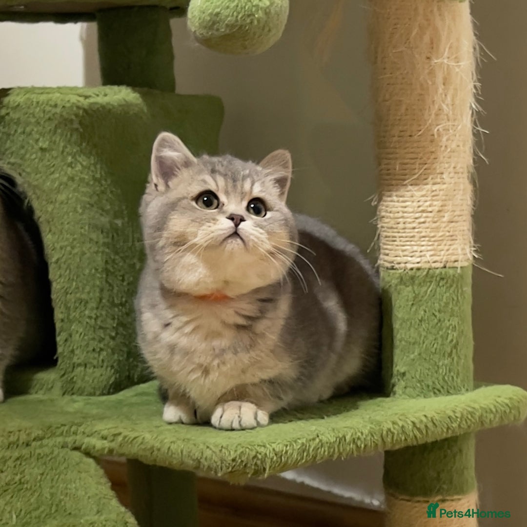 British Shorthair cats for sale: Remaining 2 TICA & GCCF British Shorthair Kittens - Advert 21