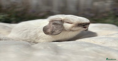 Mini Lop rabbits - Advert 4