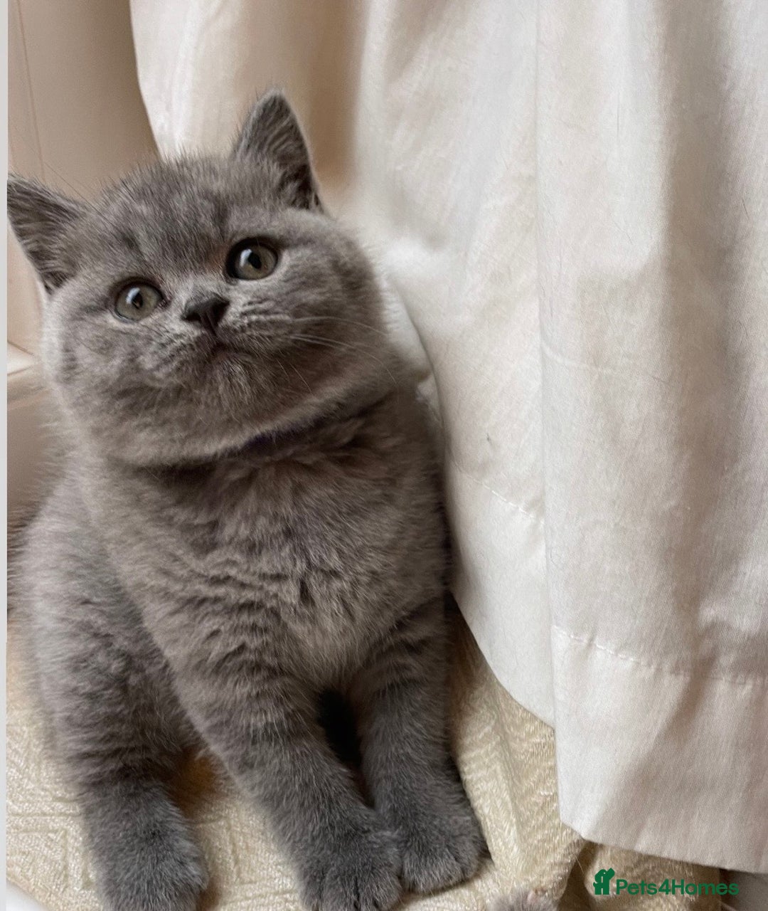 British Shorthair cats for sale: Beautiful, chunky, British shorthair kittens  - Advert 1