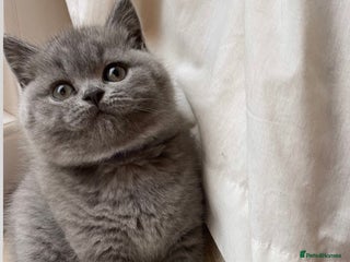 British Shorthair cats Beautiful, chunky, British shorthair kittens - Advert 2