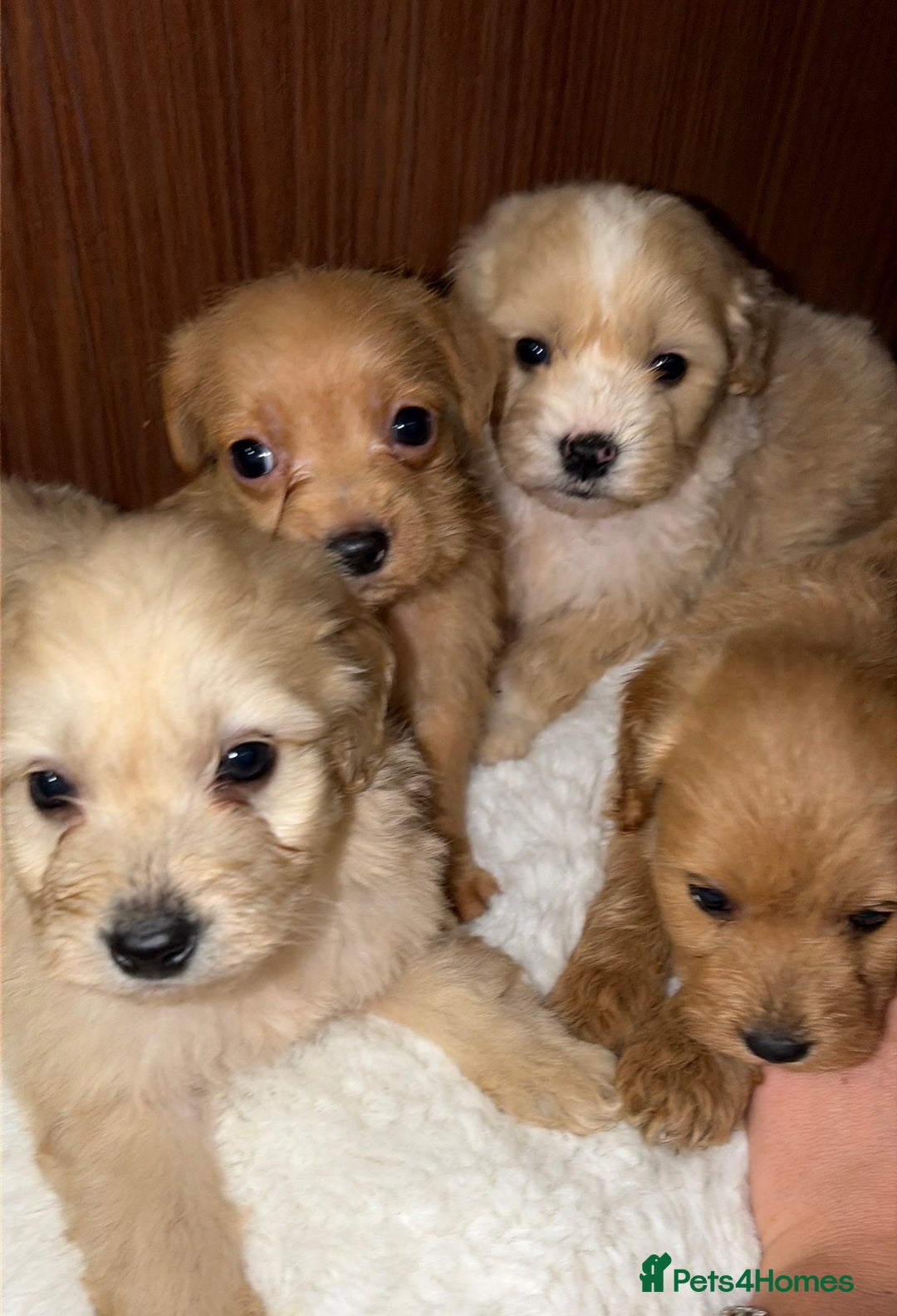 Mixed Breed dogs for sale: Puppies  - Advert 3