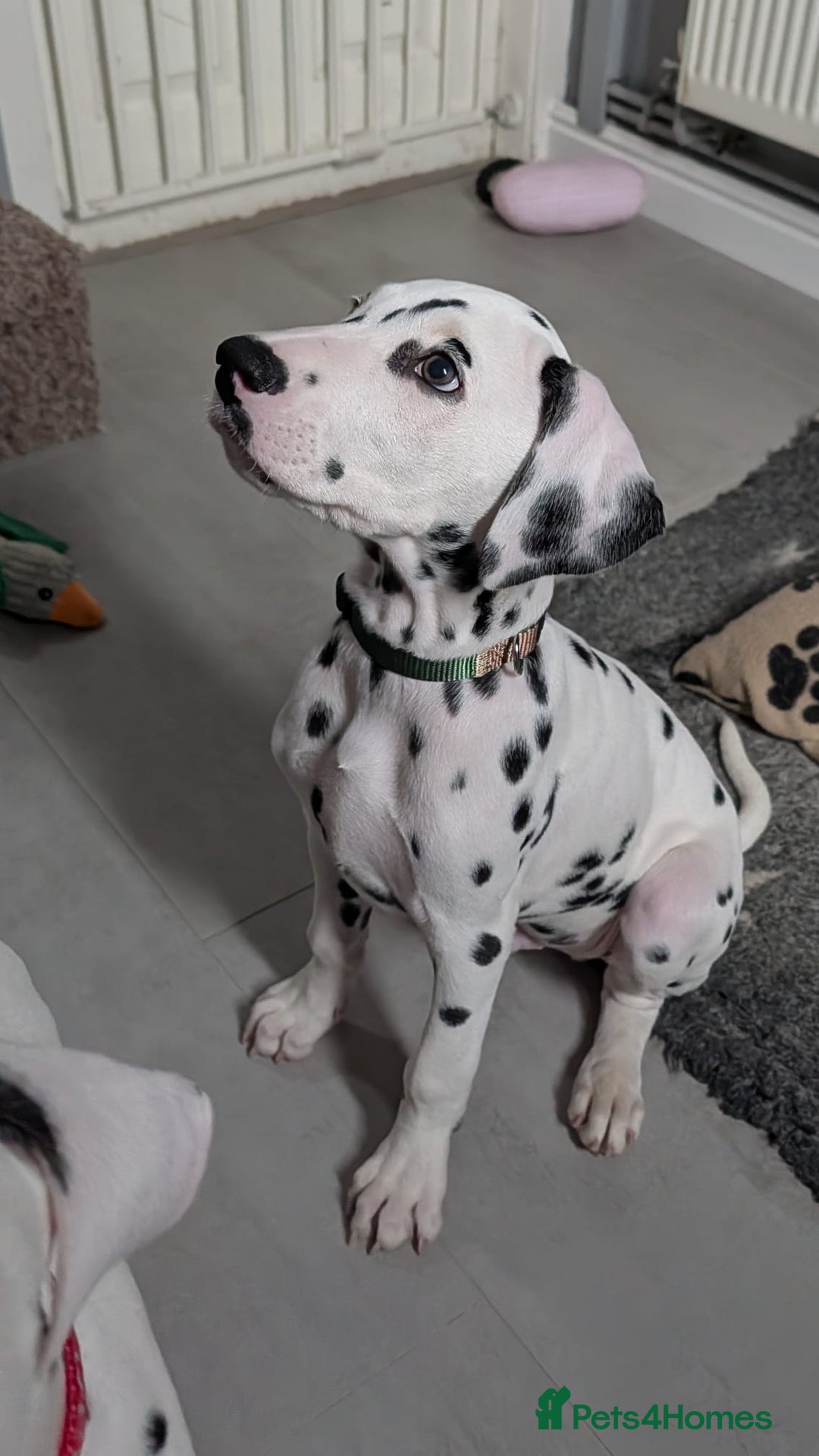 Dalmatian dogs for sale: Dalmatian puppies ready advert fully - Advert 19