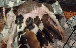 Mixed Breed dogs for sale: Yorkshire mix puppies 3 boys 2 girls  - Image 2