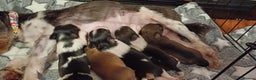 Mixed Breed dogs for sale: Yorkshire Biewer puppies 2 girls available  - Advert 8