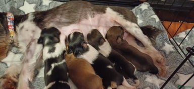 Mixed Breed dogs - Advert 5