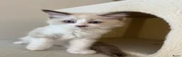 Ragdoll cats for sale: Pure ragdoll 7 weeks old clearance sale London  - Advert 19