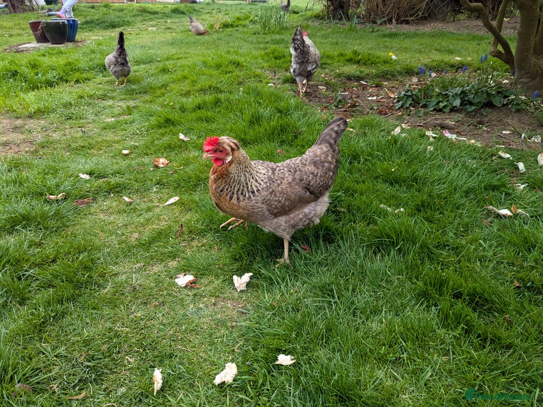 Chickens poultry for sale: Welsummer,Silver Laced Wyndottes,Lemon PyleBrahmas in Boston - Image 2