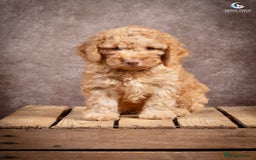 Cockapoo dogs for sale: **Ready Now**Miniature F1B Cockapoos  - Image 19