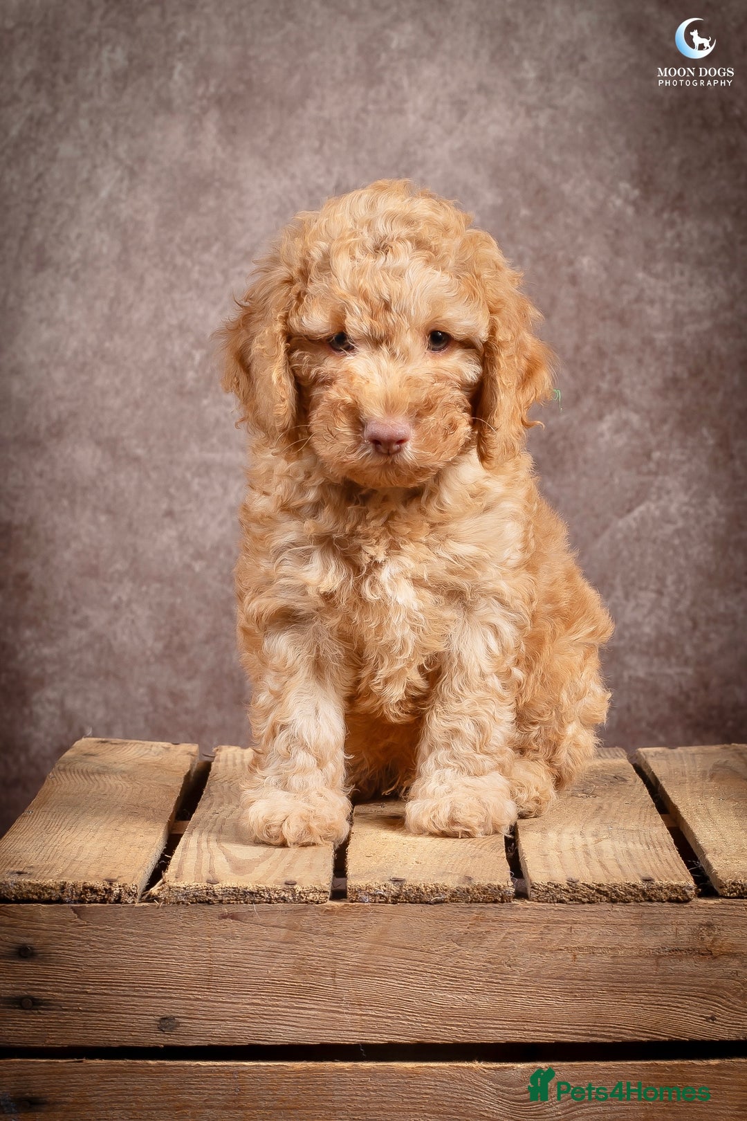 Cockapoo dogs for sale: **Ready Now**Miniature F1B Cockapoos  - Image 19