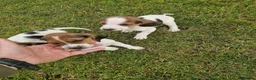 Mixed Breed dogs for sale: Litter of 8 beagle puppies  in Kilmarnock - Advert 3