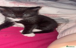 Ragdoll cats for sale: Kittens for sale  - Image 2