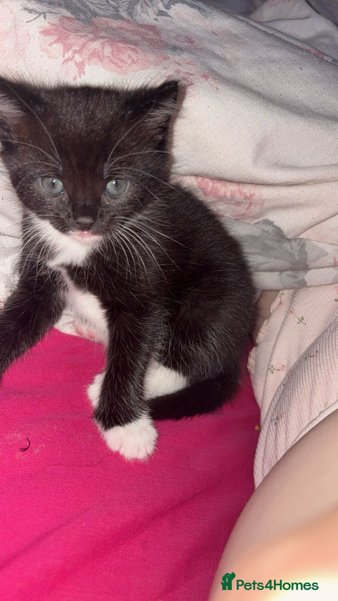 Ragdoll cats for sale: Kittens for sale  - Image 2