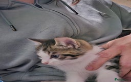 Mixed Breed cats for sale: Friendly playful kittens ready to find thier new  - Image 31
