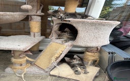 Maine Coon cats for sale: Maine coons - Image 6