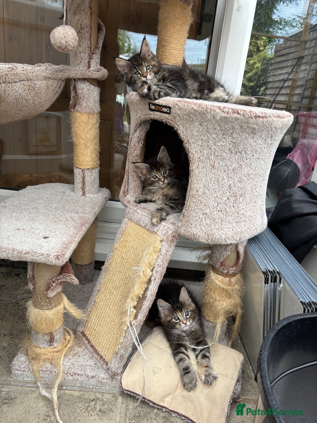 Maine Coon cats for sale: Maine coons - Image 6