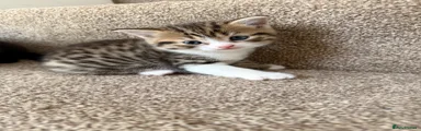 Tabby Kitten 