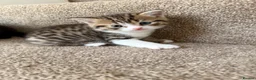 British Shorthair cats for sale: Female Kittens  - Advert 6